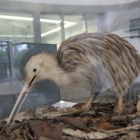 Kiwi (tot und ausgestopft)