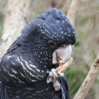 Black Kakadu
