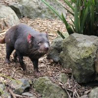 Tasmanian Devil