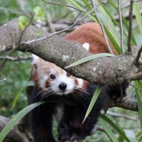 Red Panda