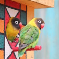 Australian Love Birds