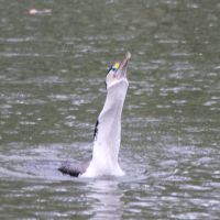 Der Aal steck im Hals vom Pied Shag