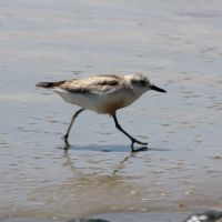 Dotterel