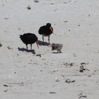 Oystercatchers