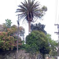 Ein Baum wächst AUF der Palme