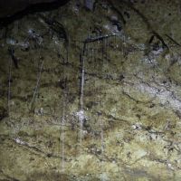 Mückenlarve und ihre Fäden