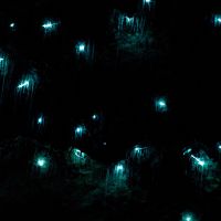 Glowworms!