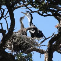 Pied Shag Nest