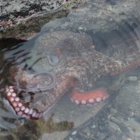 Neugieriger Oktopus I