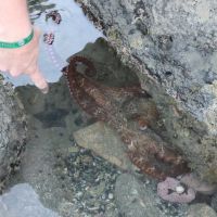 Neugieriger Oktopus II