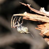 Nachts durch die Büsche schlagen