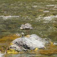 Ein White Faced Ein White Faced Heron nähert sich meiner 360° Kamera :)