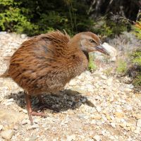 Weka