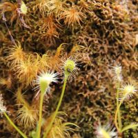 Fleischfressende Pflanzen am Wegrand