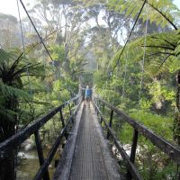 Hängebrücke durch den Dschungel