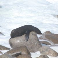 Einsame Robbe