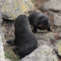 Tauranga Bay Seal Colony