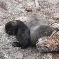 Tauranga Bay Seal Colony