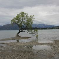 Wanaka Tree im Lake Wanaka (leider erreichbar ohne schwimmen -> die Asiaten kosteten Nerven)