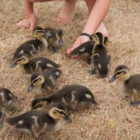 Sehr zutrauliche Enten am Lake Hayes