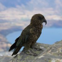 Kea