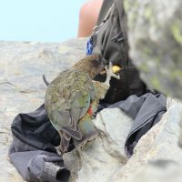 Der Kea versucht die Banane eines Touristen zu stibitzen