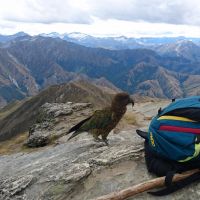 Ein Kea ist an unserem Rucksack interessiert