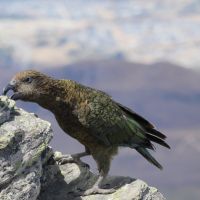 Kea