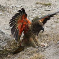 Kea am Ben Lomond