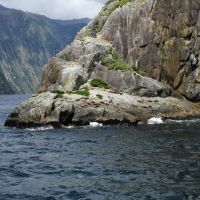 Robben gibt es auch im Milford Sound