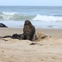 Zwei Seelöwen (am Waipapa Lighthouse)