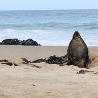 Zwei Seelöwen (am Waipapa Lighthouse)
