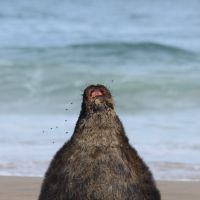 Ein sehr hässliches Exemplar