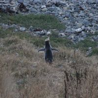 Yellow Eyed Penguin (in der Roaring Bay)