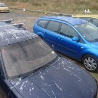 Vollgeschissene Autos vor dem Royal Albatross Center