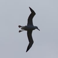 Royal Albatross