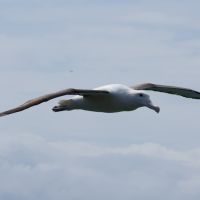 Royal Albatross