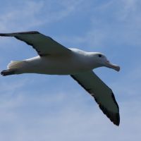 Royal Albatross