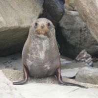 Ein Fur Seal verjagt uns (am Okia Beach Reserve)