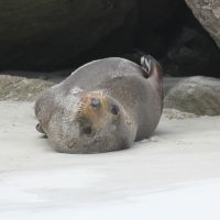 Gleich wieder weiterschlafen (am Okia Beach Reserve)