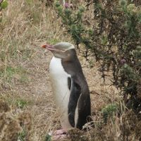 Yellow Eyed Pinguin
