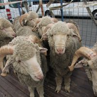 Merino-Woll-Schrumpelnasen
