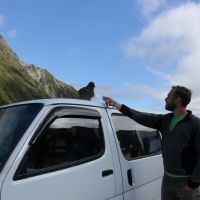 Ob der Kea wohl den Autoschlüssel mag?