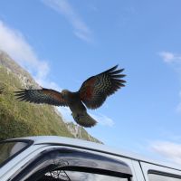Kea