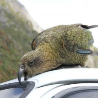 Kea