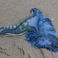 Bluebottle am Waikuku Beach