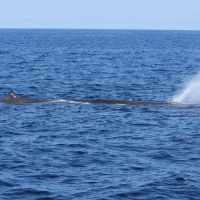 Pottwal beim Chillen