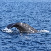 Pottwal beim Abtauchen