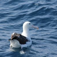 Albatross