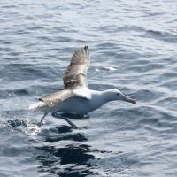 Der Jesus unter den Vögeln :) Erst übers Wasser laufen, dann abheben!